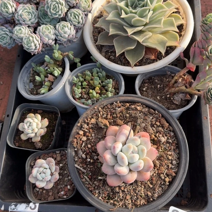 多肉植物宽拍296号