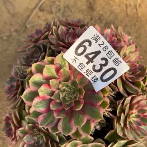 半糖荔枝多肉植物法师6430