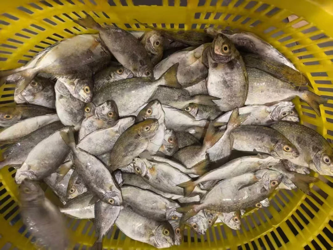 湛江硇洲岛天然海泥猛鱼新鲜发货当天捕捞码头直发顺丰包邮发货