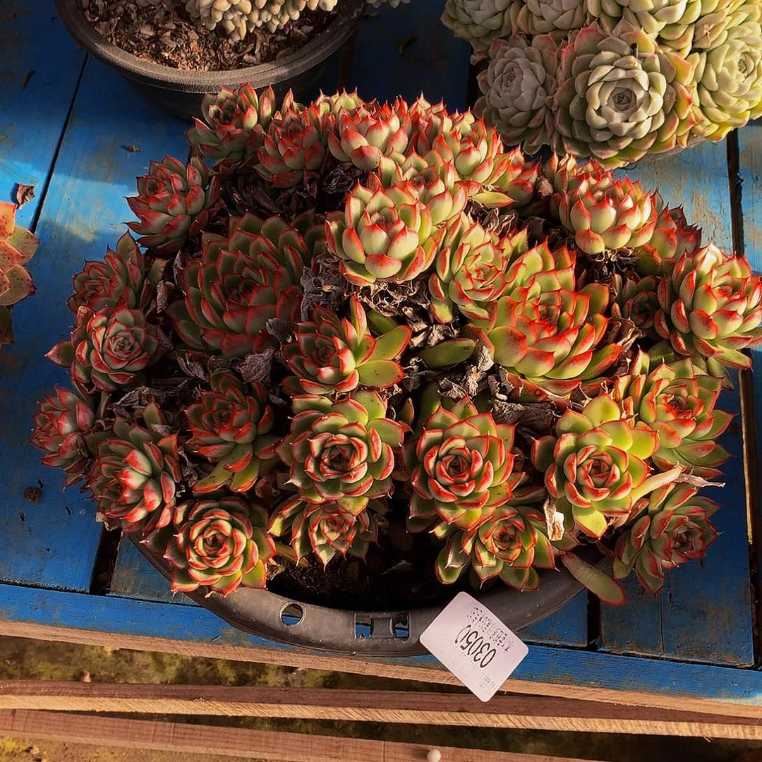 暮***雨    萤火虫多肉03050