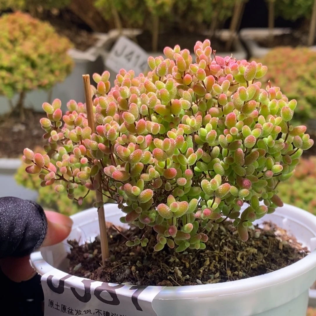 蜜桔糖球枝干番杏J381