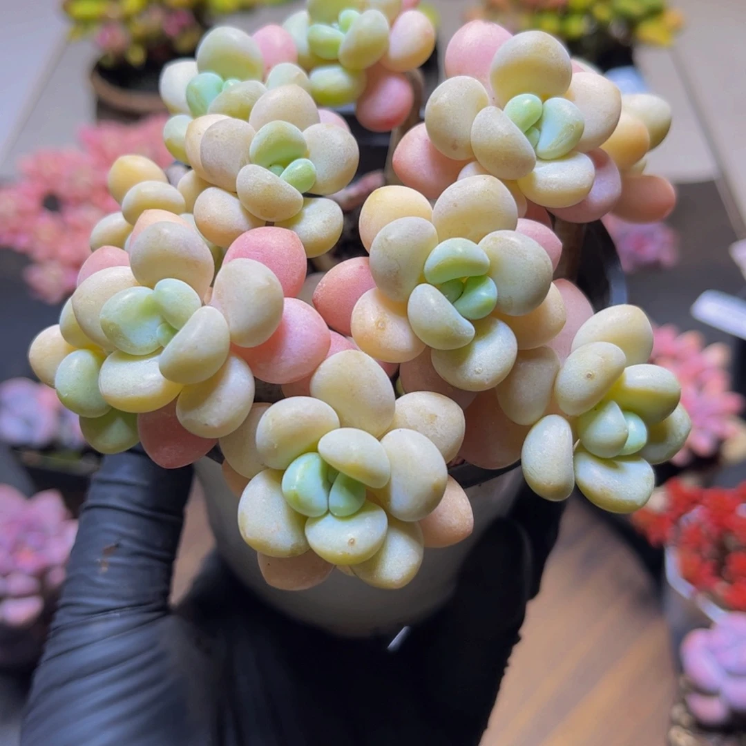 439白奶糖12厘米多肉