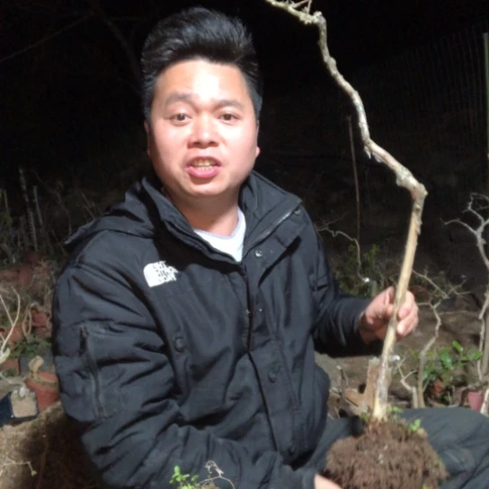 盆景素材盆栽植物