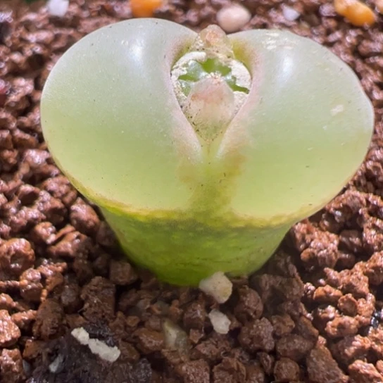 瑕疵粉女一颗特价841。