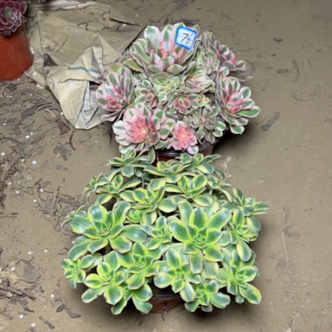 【闪购商品】断枝不包76