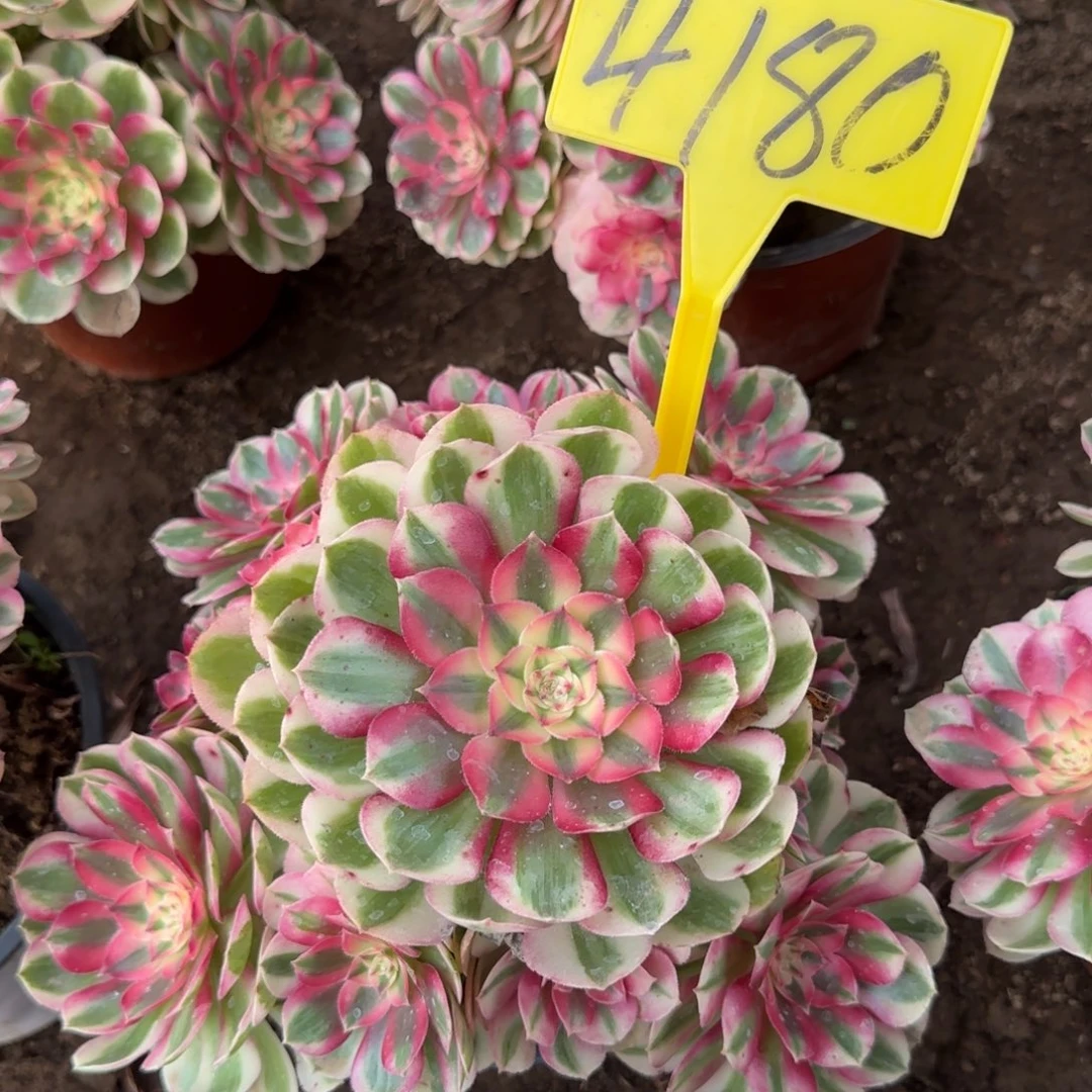 4180---多头多倾城