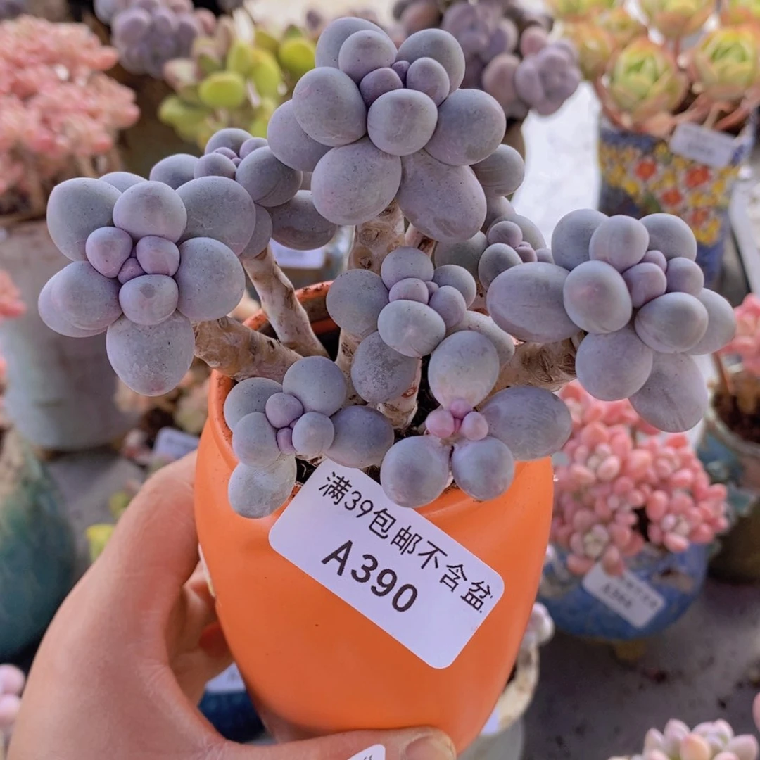 香水手指奶10cm390多肉植物