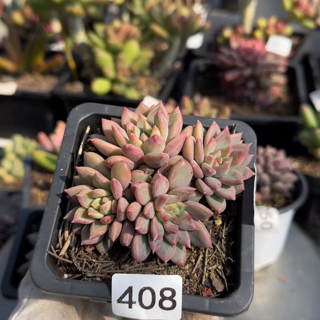 408号一物一拍一物一拍