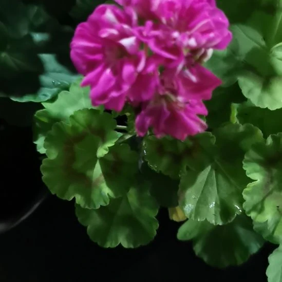 当前无花栽培后可以开花迪士科