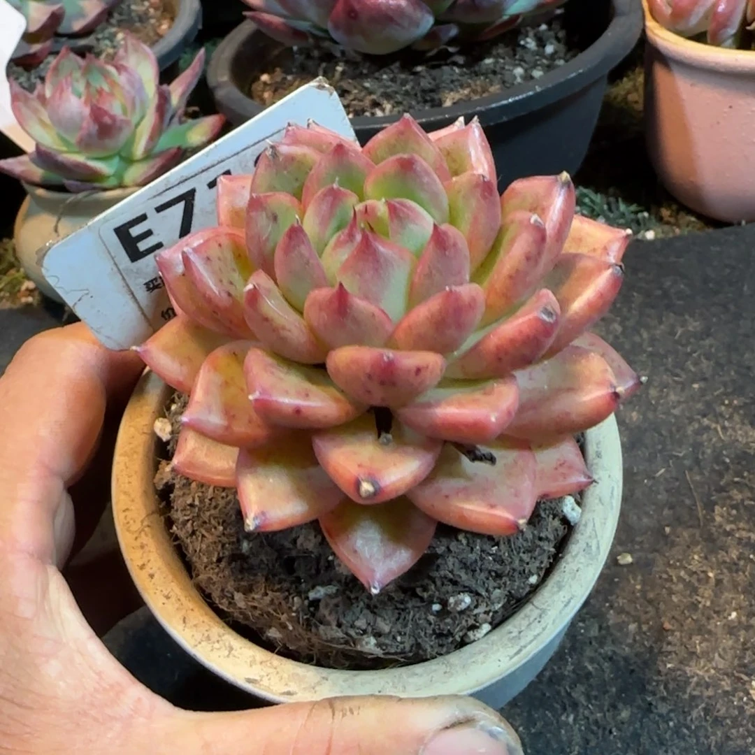 东云一物一拍包装收缩花旱