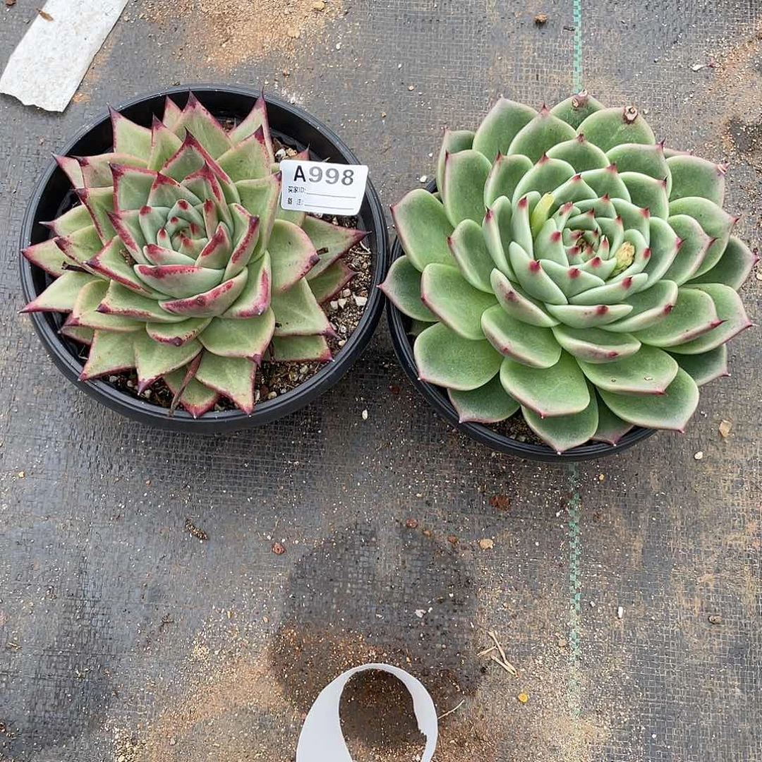 若如东云组拍A998