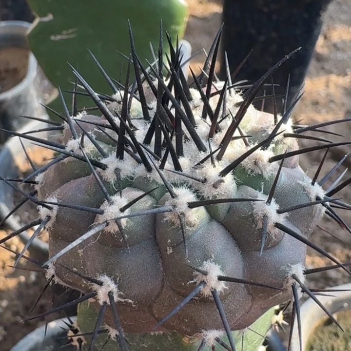 黑王苗接666666666