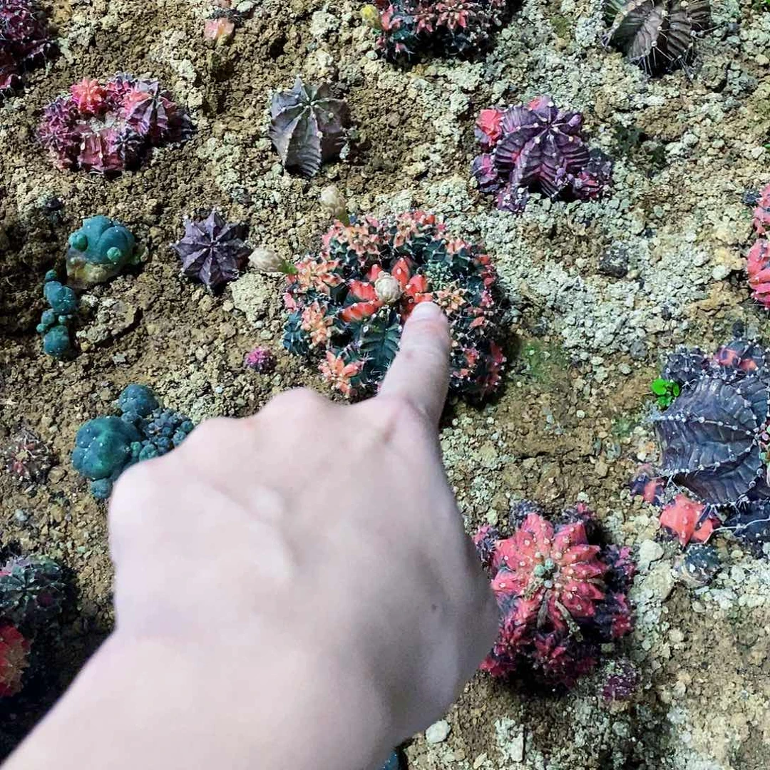 无花朵牡丹ssssssss