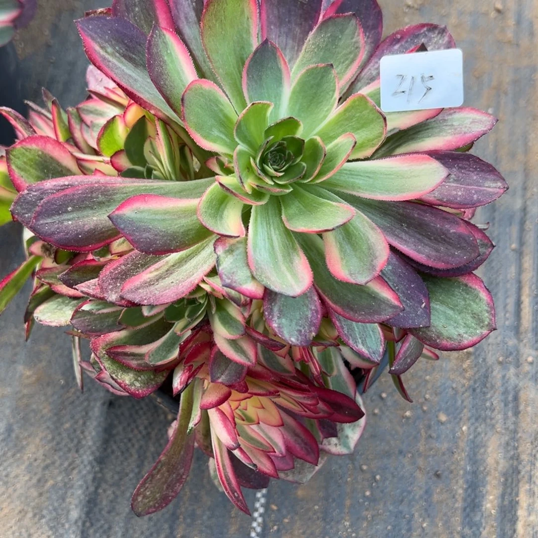 遇****呀215黑魔锦多肉植物一