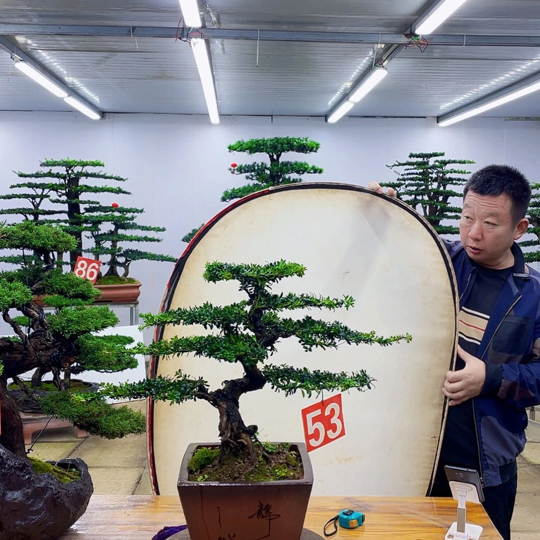 无花朵罗汉松盆景