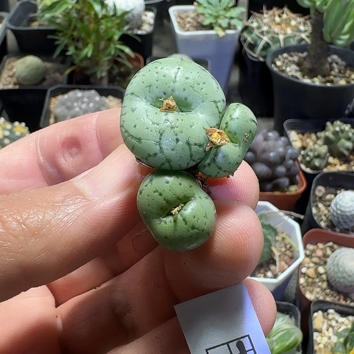 787荷叶安珍脱土发货