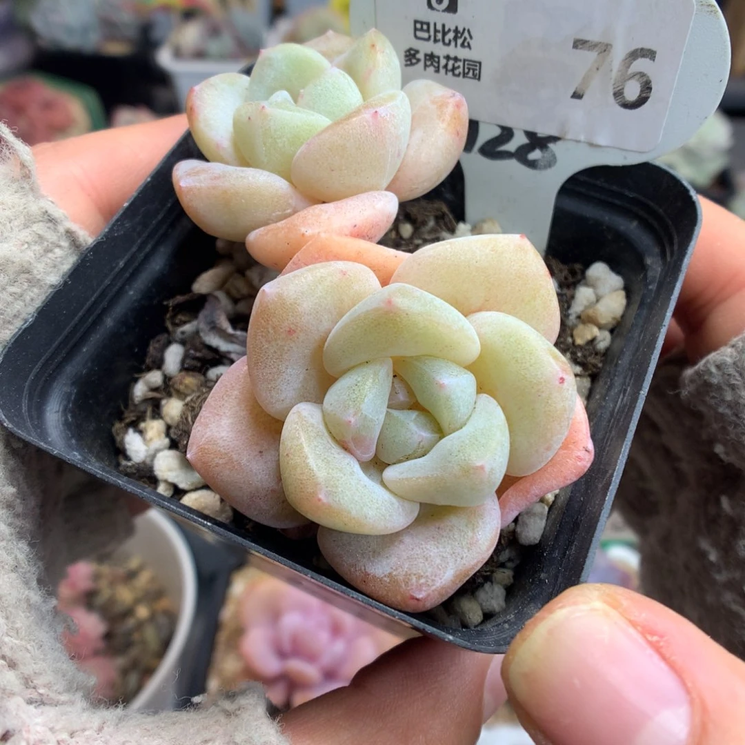 76双头冰玉石化多肉植物