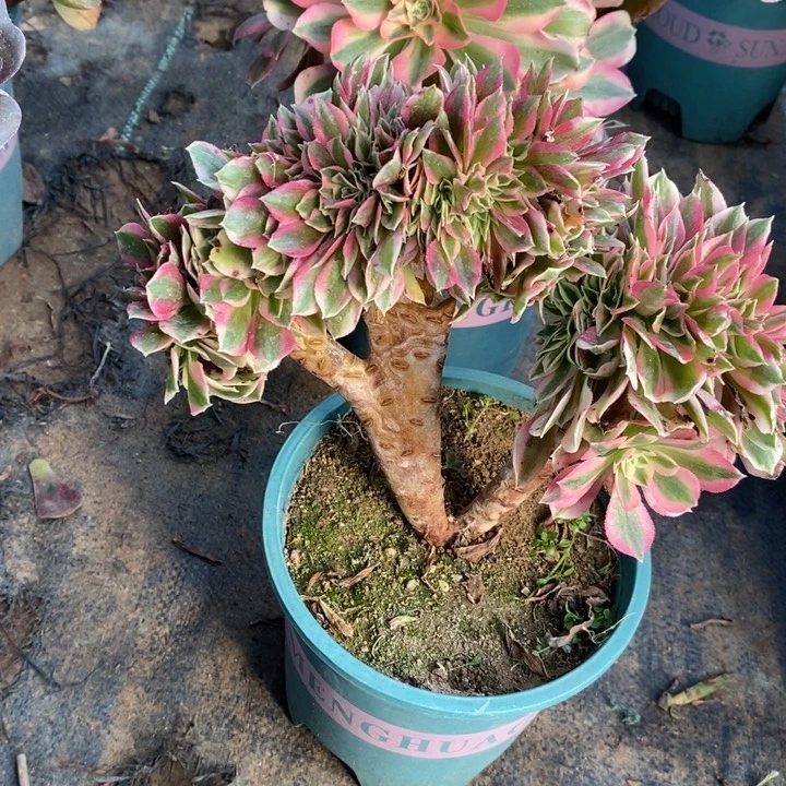 女巫缀20多肉植物法师法师