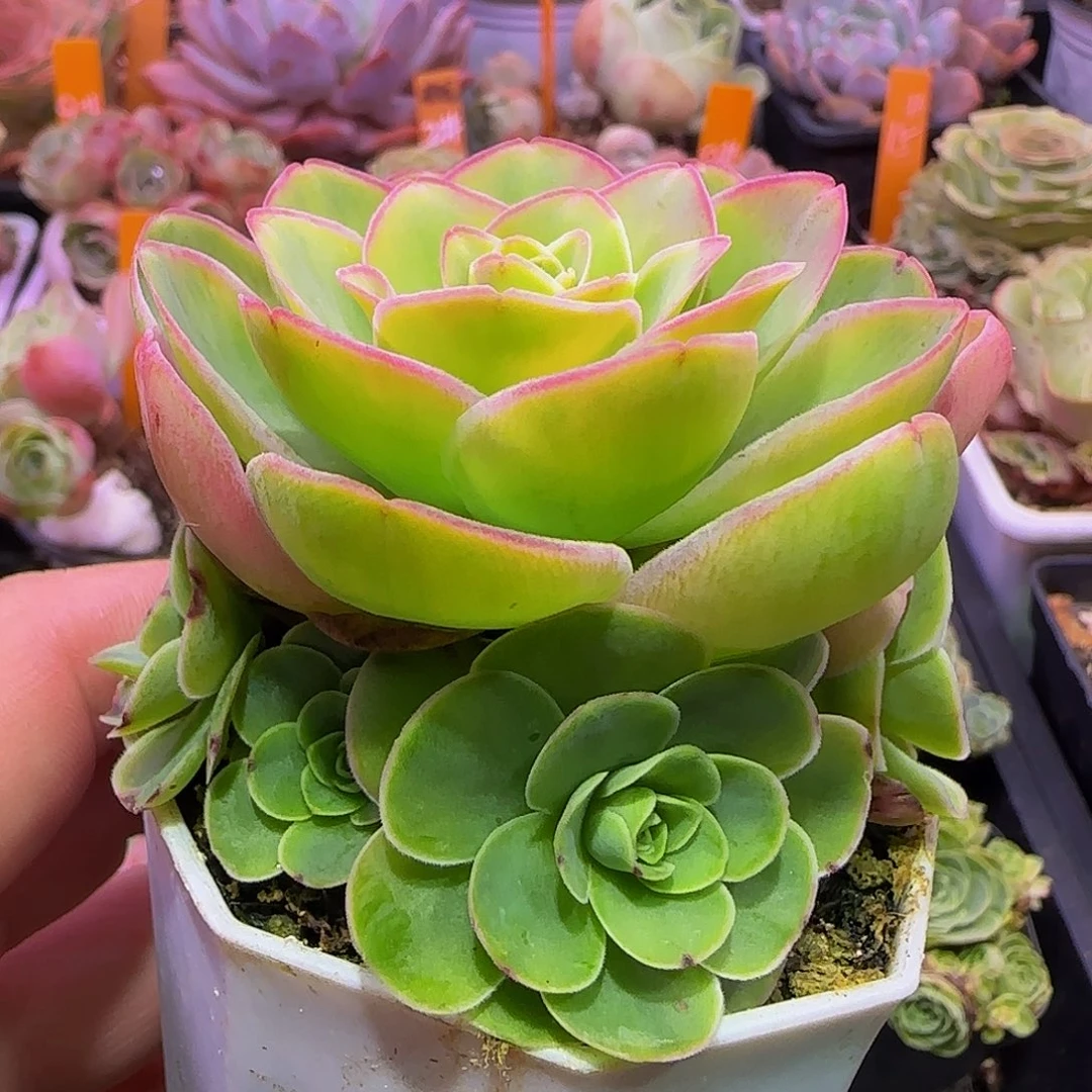 妃子笑 事妈慎拍非偏远包邮