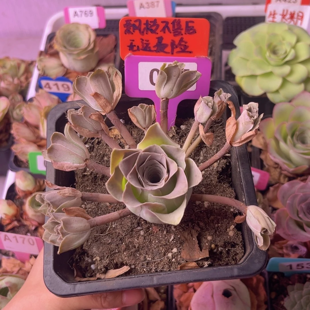 J*飘枝玫瑰一物一拍027