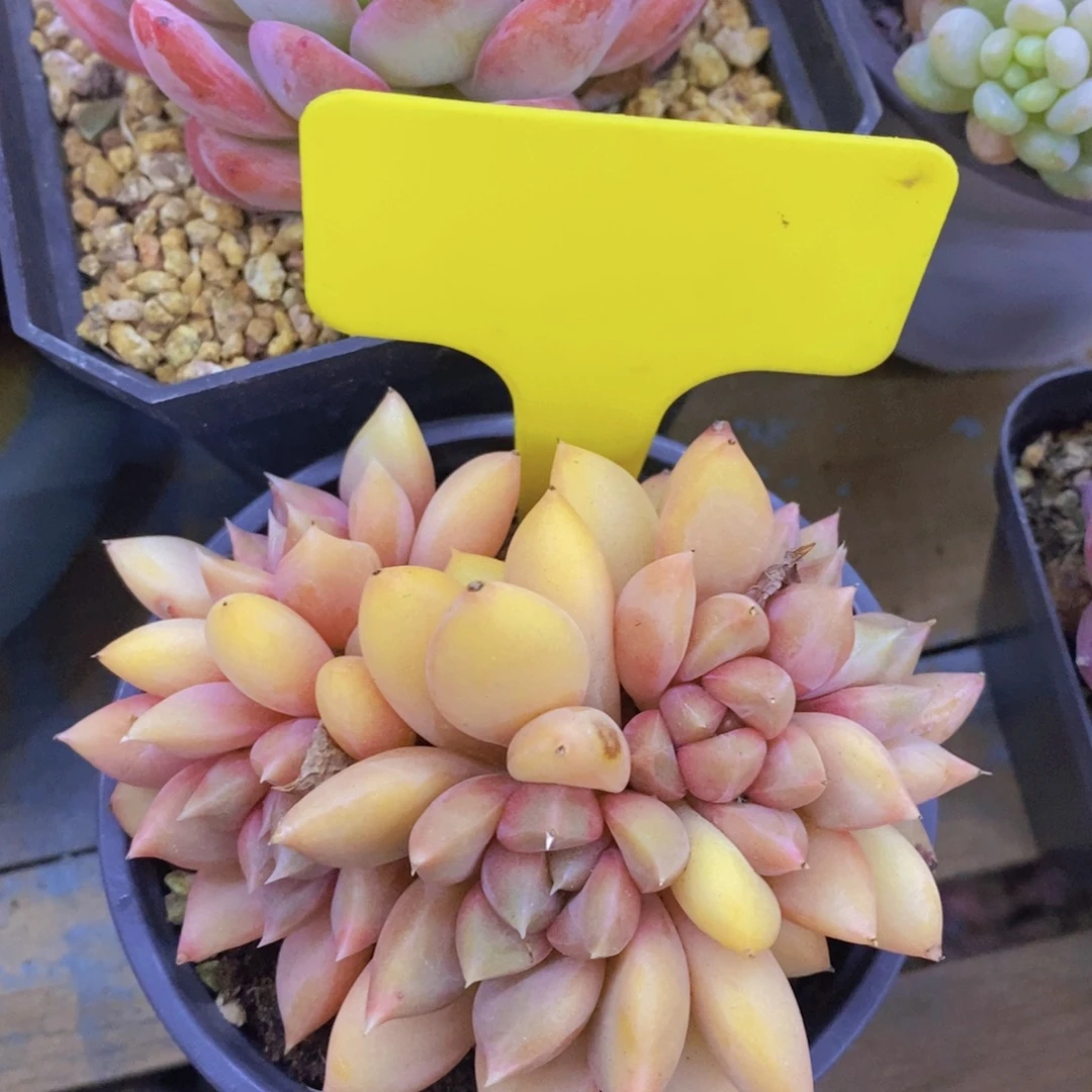 清货场，精品场一物一拍