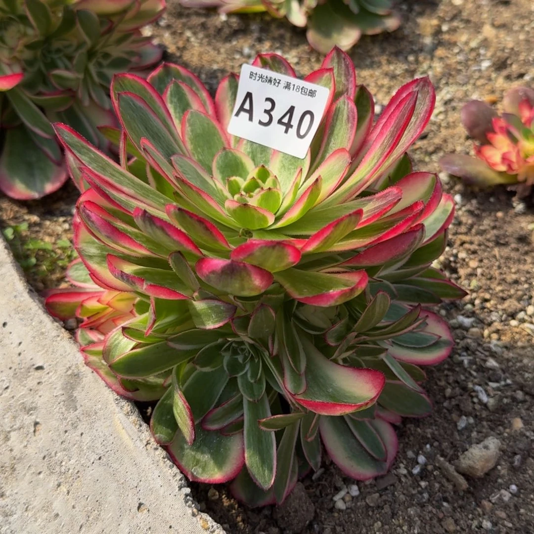 340荔枝多肉植物