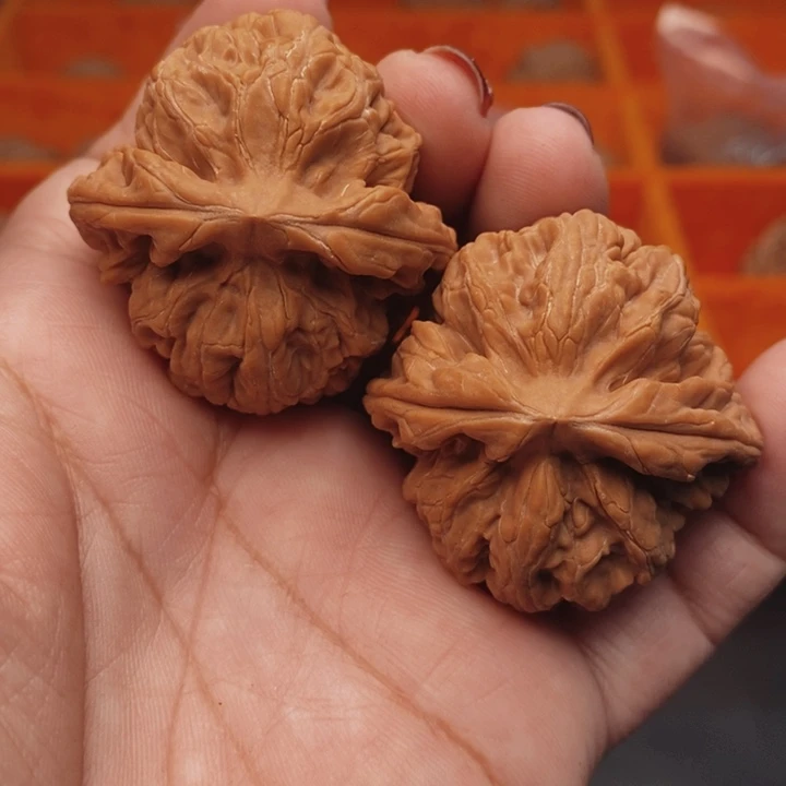 核桃红锦鲤40尺核桃