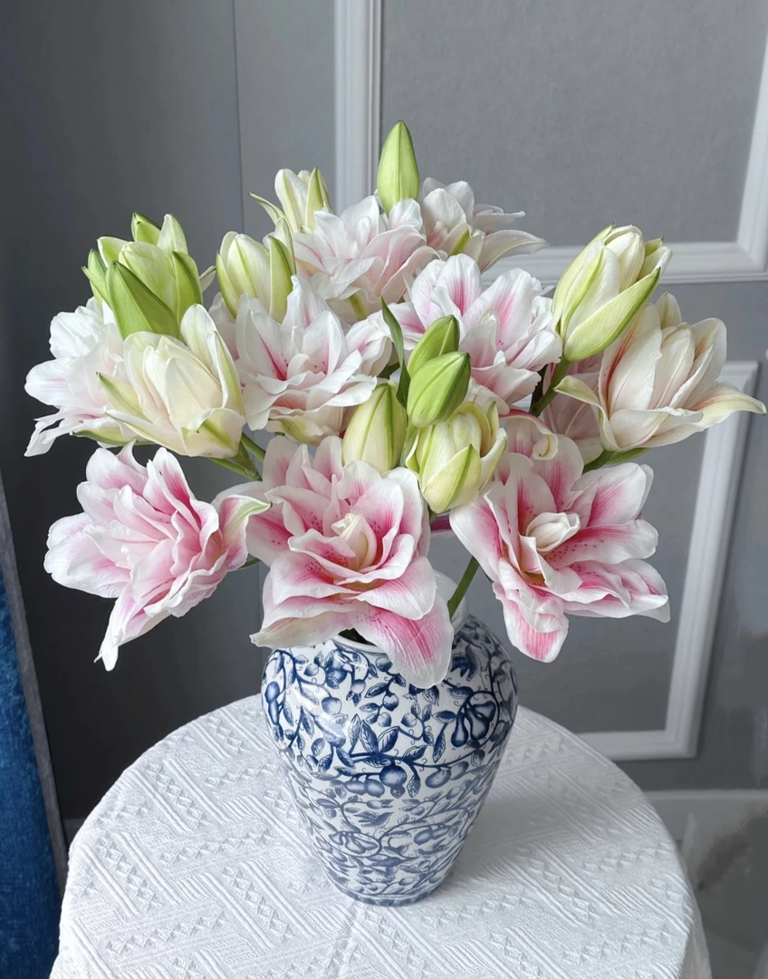 【探花甄选】米凯拉优选高品质 重瓣多头百合  大花包  云南直发