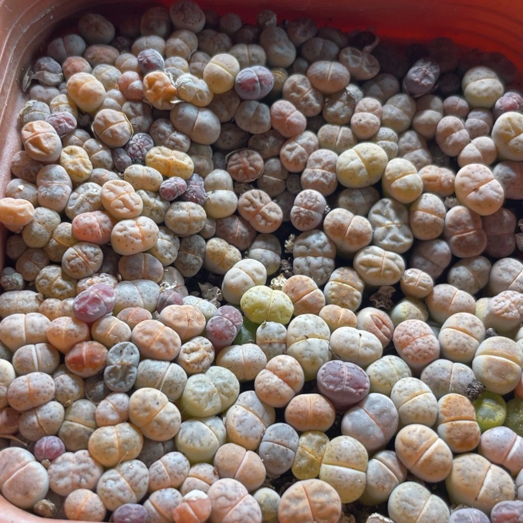 大盆特价一物一拍～56