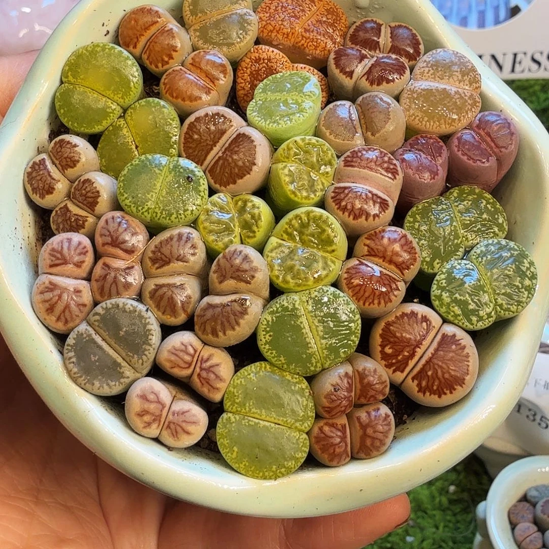 多肉植物福利款1427