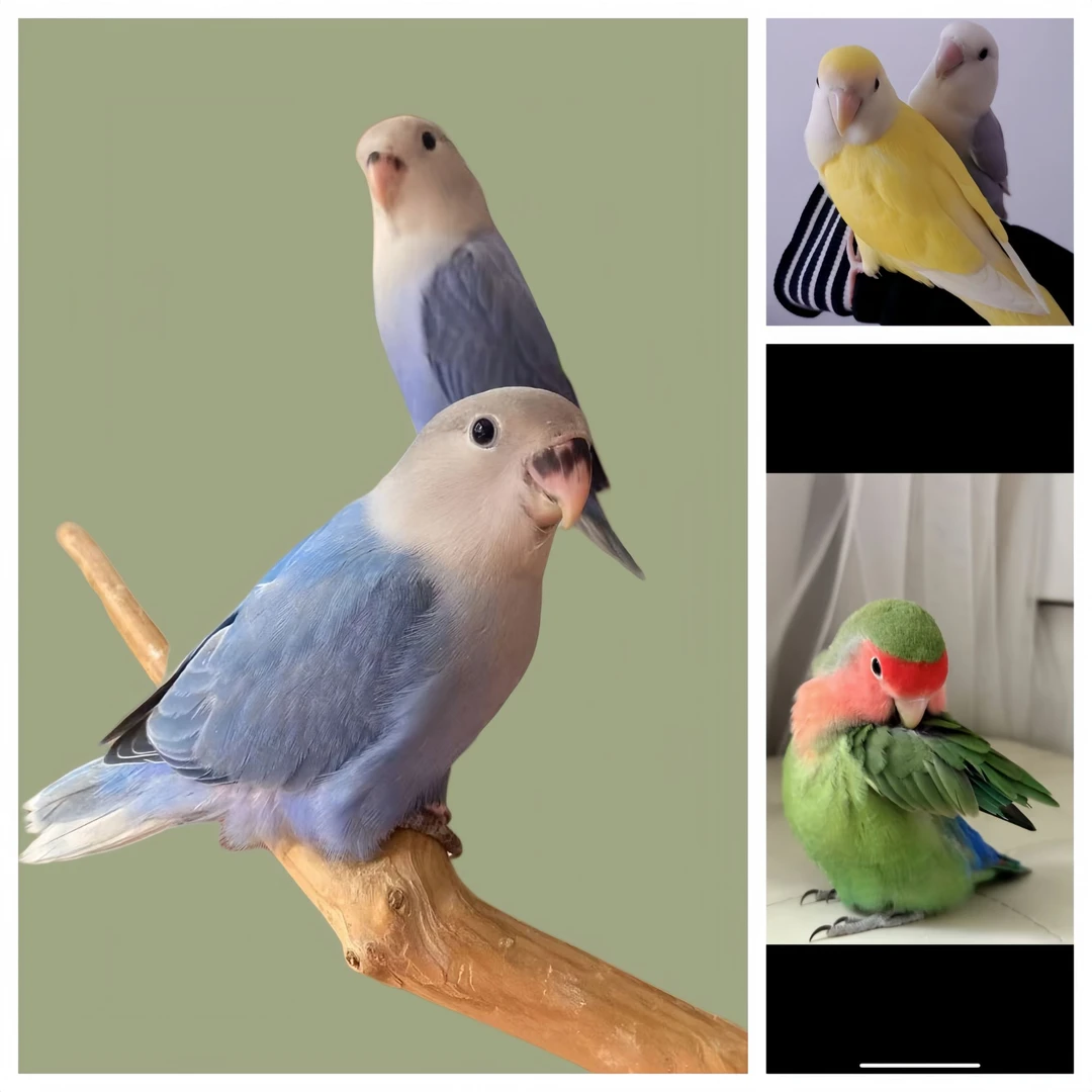 亲人手养鹦鹉活体