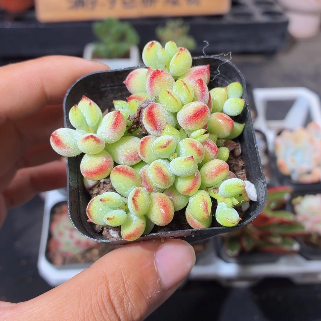 达摩福娘多肉9.9包邮发货