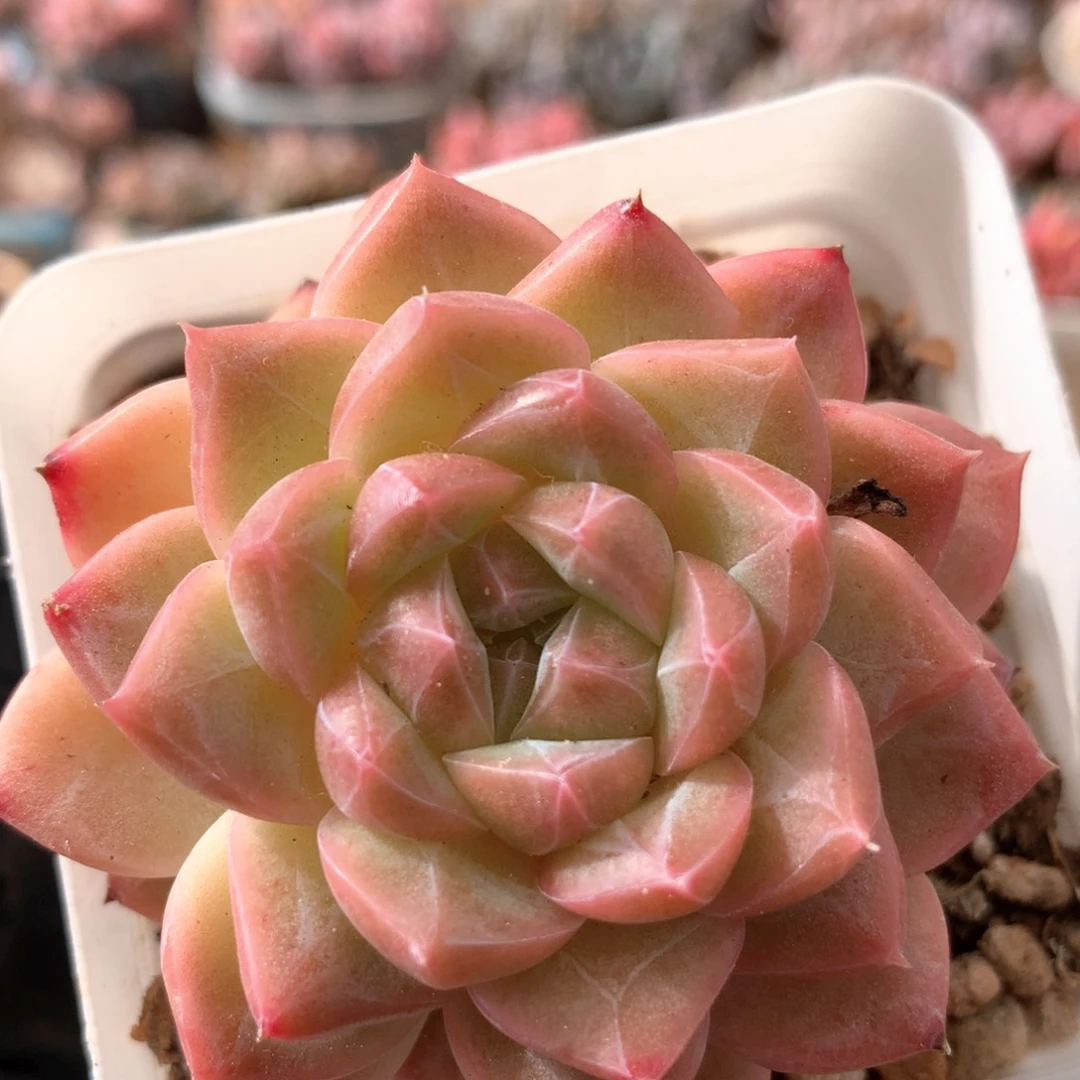 七彩玲珑一物一拍 020