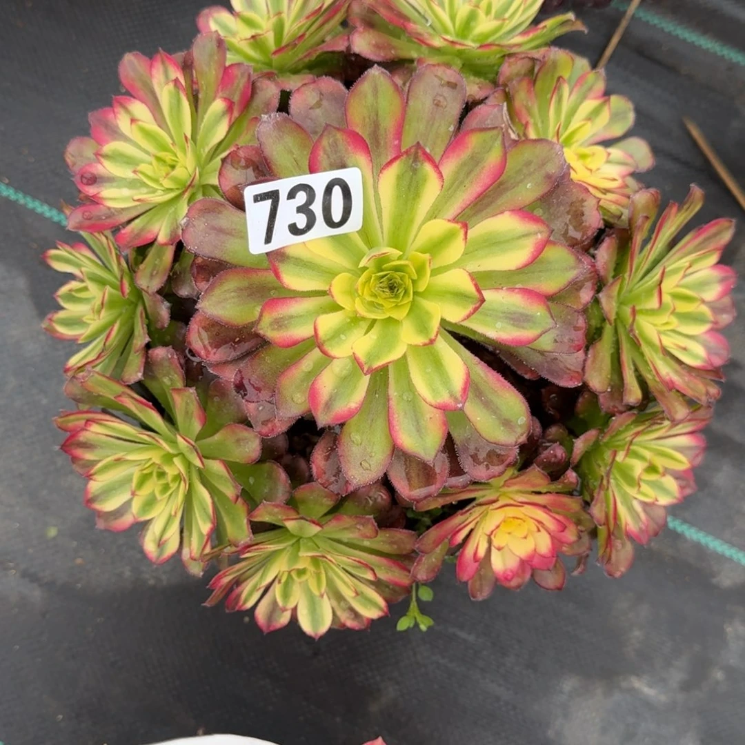 730沙皇多肉植物