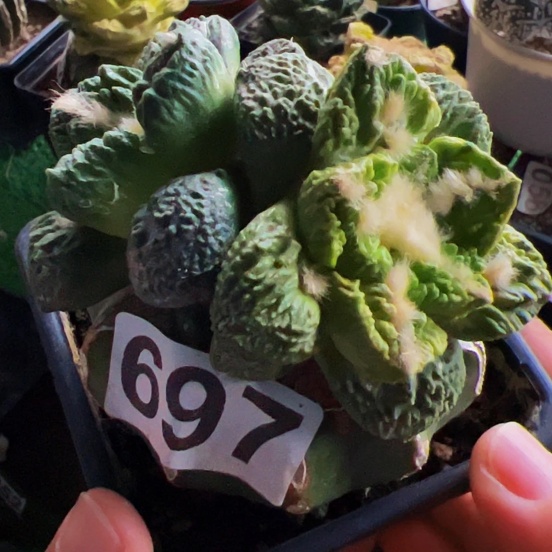 无花朵双头龟甲牡丹锦697