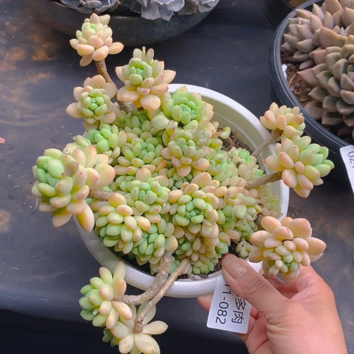 夏悦多肉0211-82凝脂莲