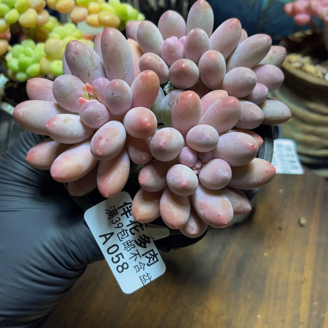 058汤圆奶酪10厘米多肉