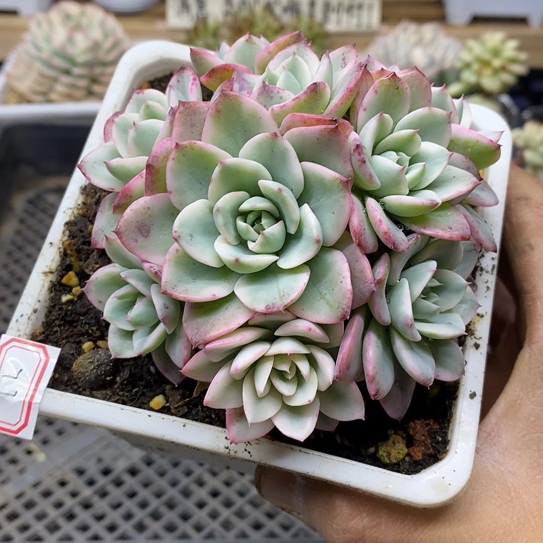 0177 奶油黄桃覆轮锦 9 头 带宽锦头