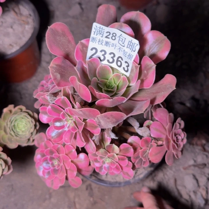 23363南美杜莎多肉植物