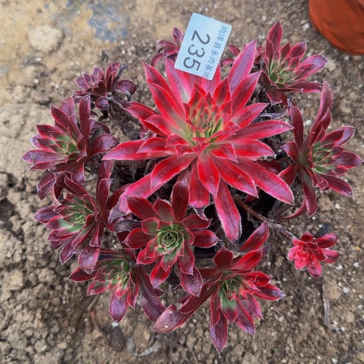 孔雀锦一物一拍235