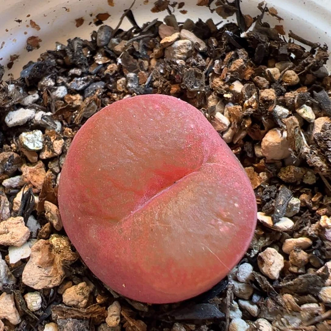 27多肉植物百科知识
