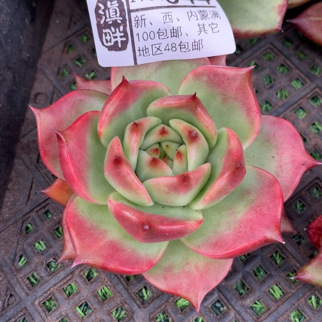 644………………………………菩萨