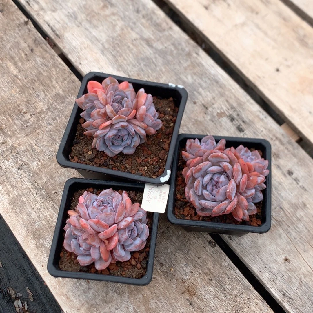 大***鱼星影三颗 特价 4838