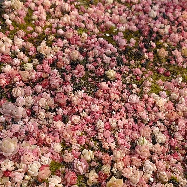 17 多肉植物盆栽花卉植物