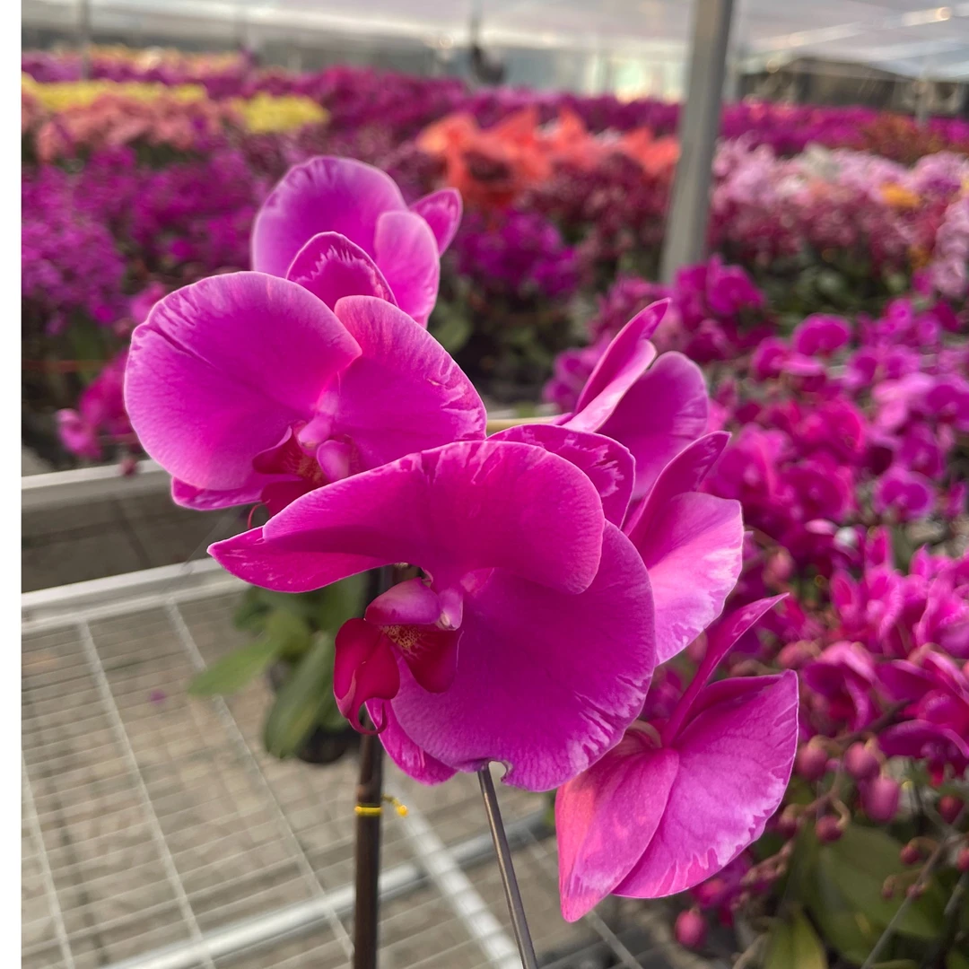 【花之漫】（不变异光芒四射）全开3.5寸杯单剑蝴蝶兰花卉室内盆栽