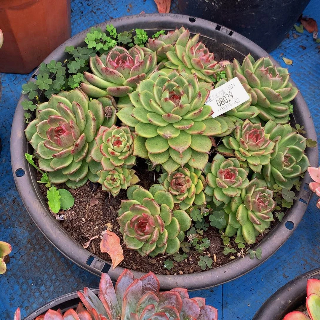 用***8     紫水晶玫瑰多肉08029