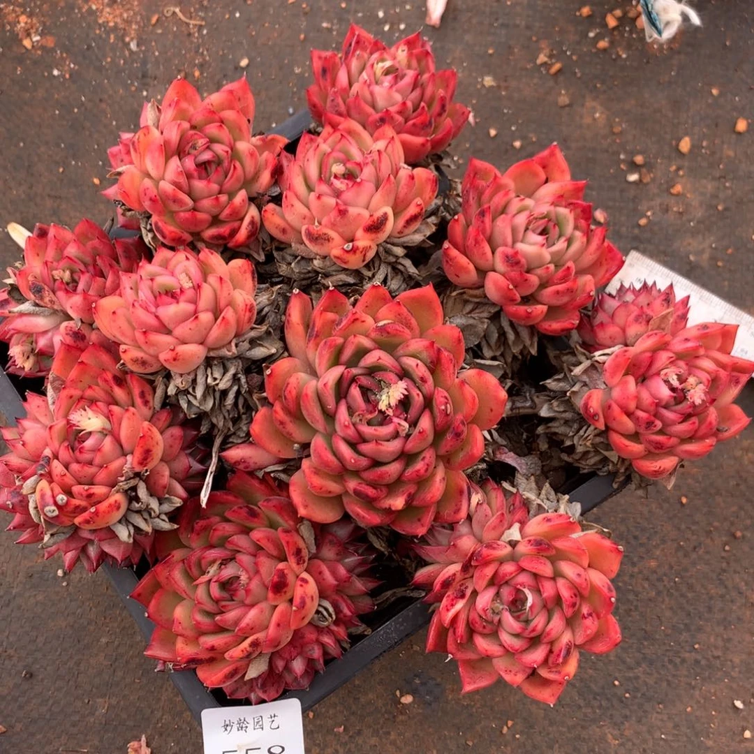 558杂交多肉植物20冠
