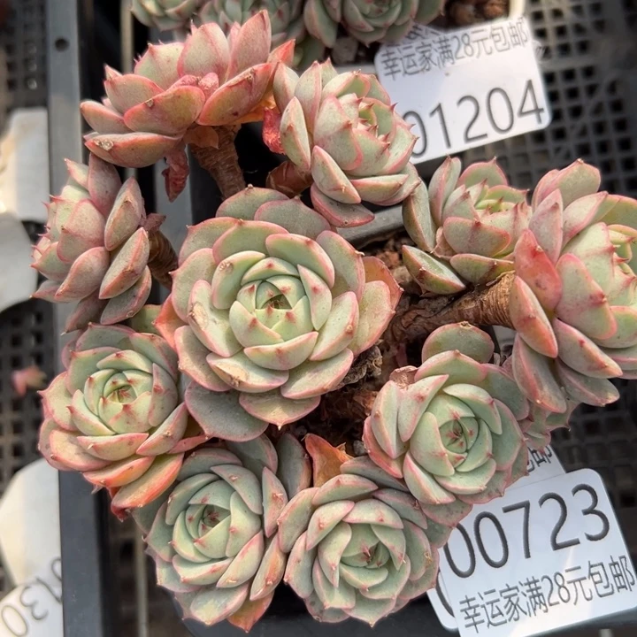 幸运儿是一位非常优秀