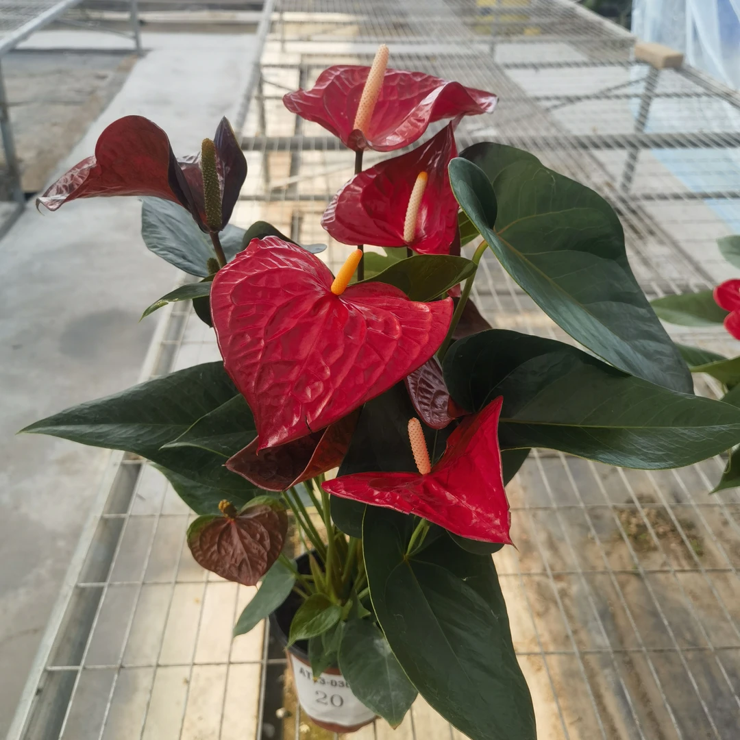 特价红掌橙掌大花型多花型有瑕疵一物一拍