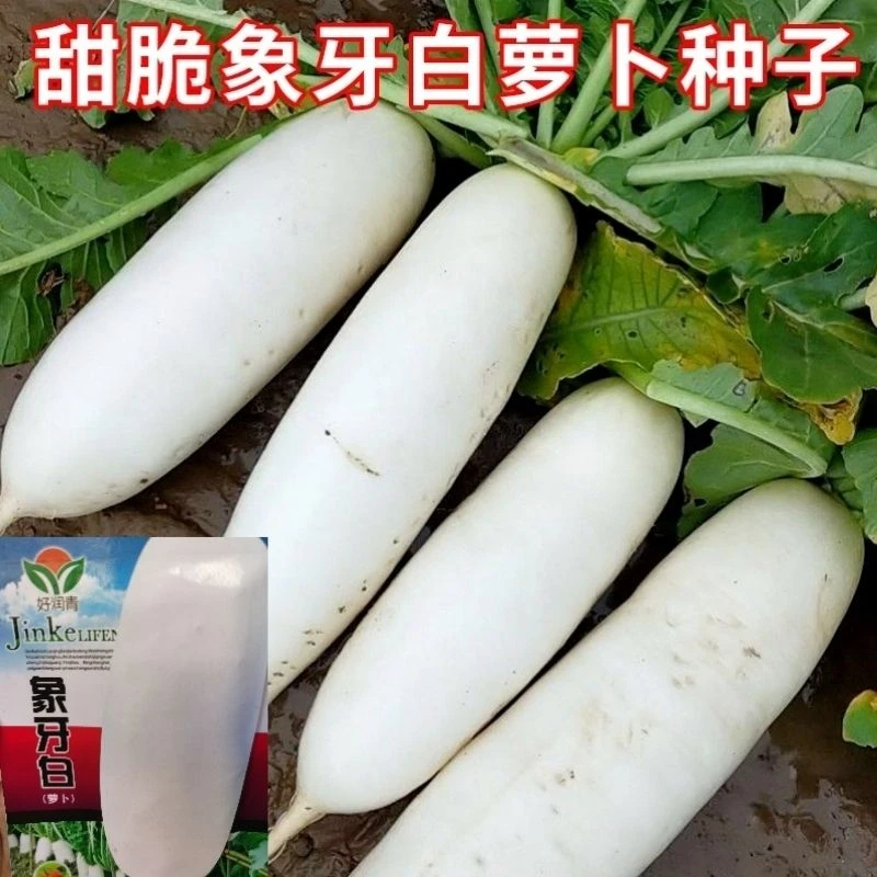 象牙白萝卜种子九斤王萝卜籽秋季播种大白罗卜种籽南畔洲菜籽种孑